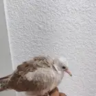 فروخ حمام مفطومين أليف