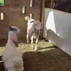 غنم معزه بيضه وضح مع فحلها علفها برسيم وشعير وذره مجروشه