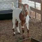 بهم اللبيع