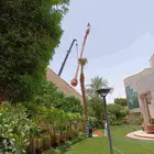 النخيل نخل عربي ونخيل واشنطن توريد الى جميع انحا المملكه