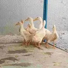 بط للبيع