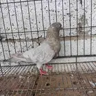 للبيع حمام باكستاني سوري كرينكو قطيفي مصري في هزاز كلهم ذكور