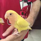 ببغاء روز لاتينو