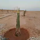 نخيل للبيع القصيم الرس