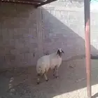 نعيميه مضرع شرط الضريع فحص سونار سلم سن وديد