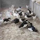 بح بلدى ودجاج فيومى وش