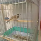 بلبل حجم جامبو