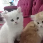 قطط شرازي العمر شهر