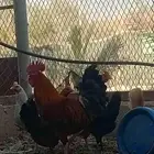 كيك و 9 دجاج للبيع