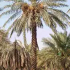 نخيل من 3الى7