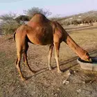 ناقة ساحليه العرضيات