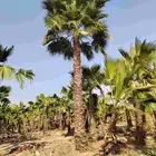 نخل واشنطني