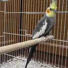 كروان دكر غير اليف