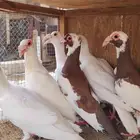 حمام حساوي