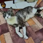 قط للتبني من أم هملايا