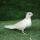 بغبغاء كروان البينو
