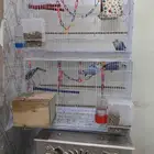 طيور الروز