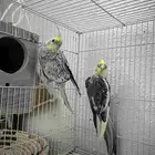 بغبغاء كروان منتج ذكر وانثى