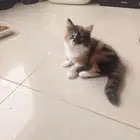 Kitten for adoption