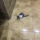 قطة مع صغارها للتبني