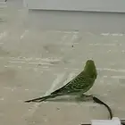 طير بادجي ذكر وماشاء الله تبارك الرحمن