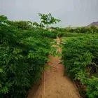 مشاتل اقل الاسعار جملة وقطاعي