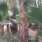 نخل واشنطني زينه رقم واحد توريد وتركيب
