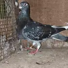 حمام زاجل سباق 4 كبار والباقي فروخ