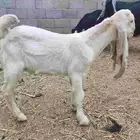 تيس هجين هولندي صغير مشروع فحل