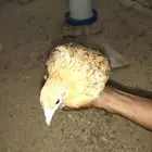 دجاج عمر 3 اشهر