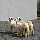 رخال صفر ذبايح ولا مقنوي - رخل ( تم البيييع )