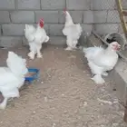 براهما بياض