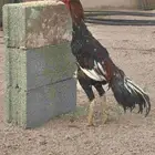 طقم سندي دم صافي من حلال غبشان