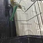 للبيع ذكر كناري سوري العمر حول سنه ونص