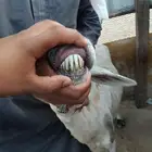 نعجه طيبه
