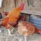 دجاج فرنسي
