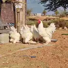 دجاج براهما ابيض