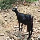 عنز للبيع