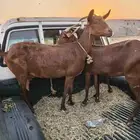 ثلاث روس معزاء محايليات