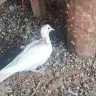 حمام ياكريم فروخ