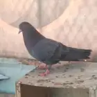 زوج.