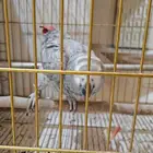 ببغاء كاسكو افريقي