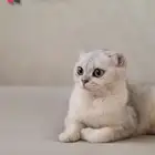 قطه سكوتش بريتيش شانشيلا NS25 بيور (نادرة)