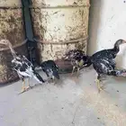دجاج سندي