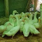 بط بكيني تم البيع تم البيع