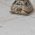 سلحفاة للبيع
