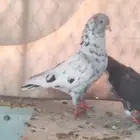ذكر قطايف كو الموند