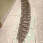 جلود طبيعيه للبيع