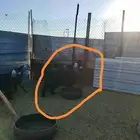 فحل عارضي مشروط السن كما موضح في الصور