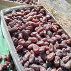 متوفر لدينا خضري حبه كبير ووسط الكميه 120طن وتزيد